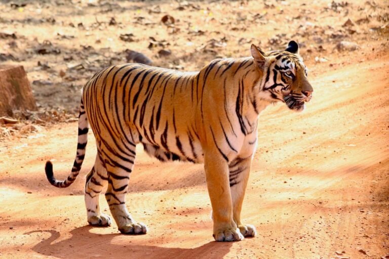 tiger-2.jpg