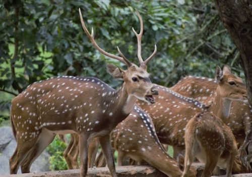 Satpura National Park