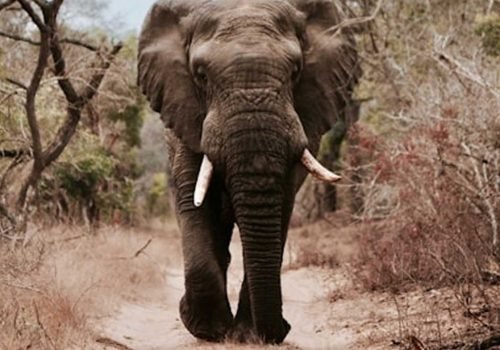 elephant-2