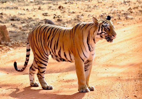 tiger-2